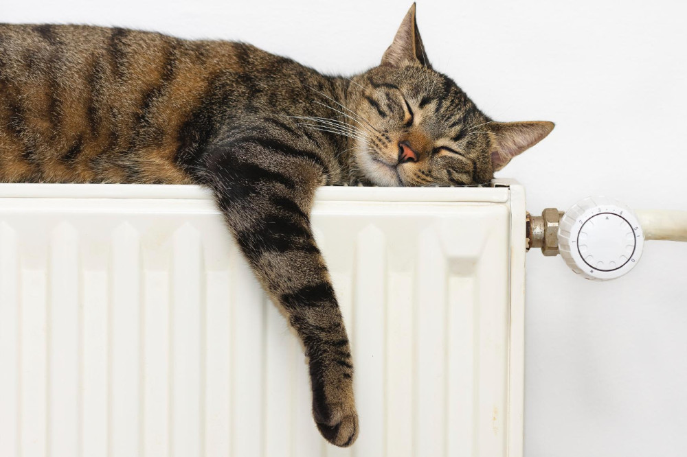 Entspannte Katze auf einem Heizkörper, Sanfte Narkose