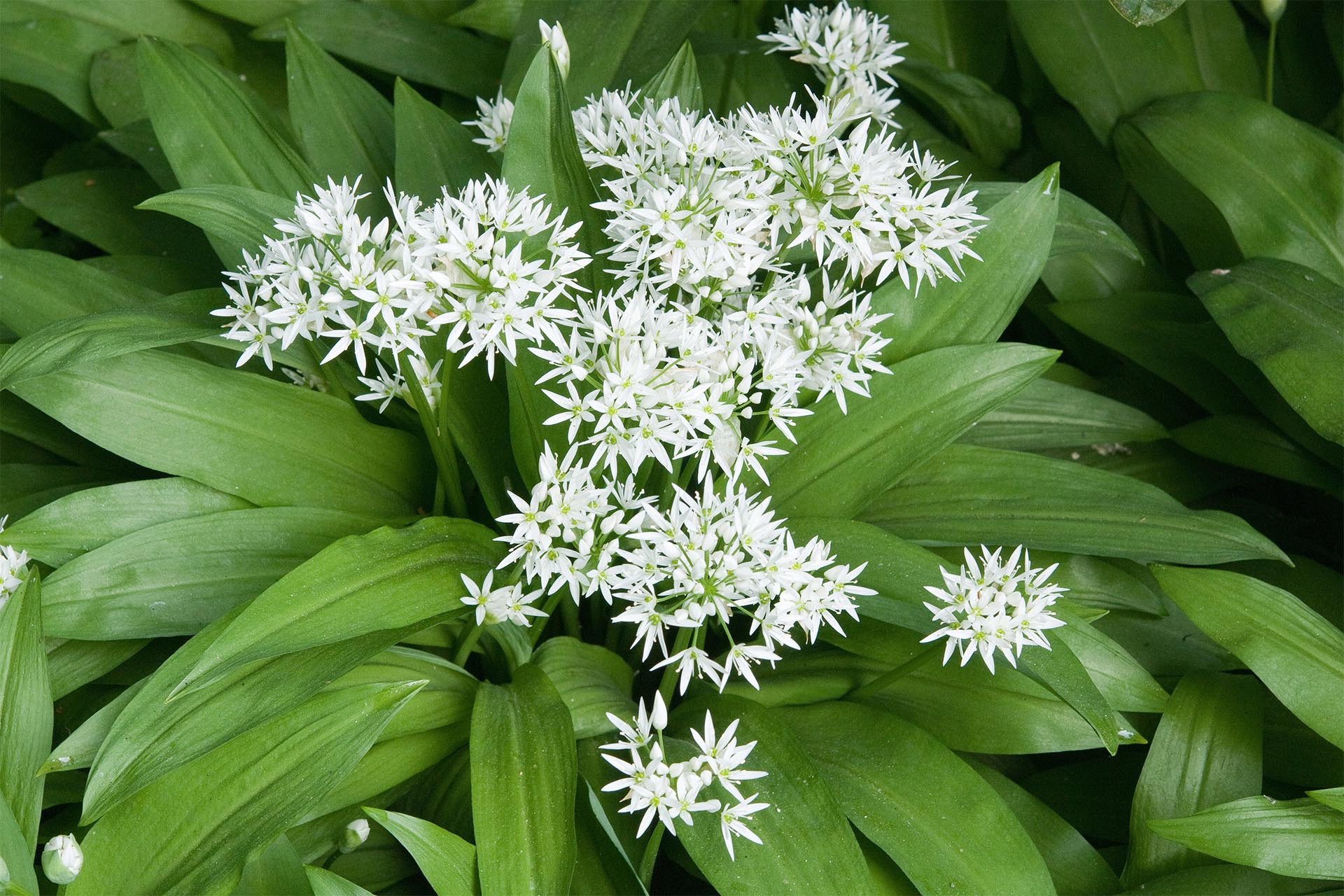Phytotherapie Tierarztpraxis Steininger